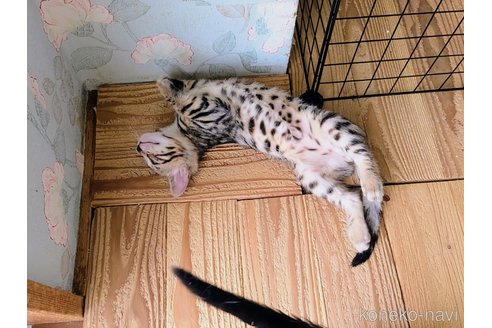 販売中の東京都のベンガル-115476の7枚目
